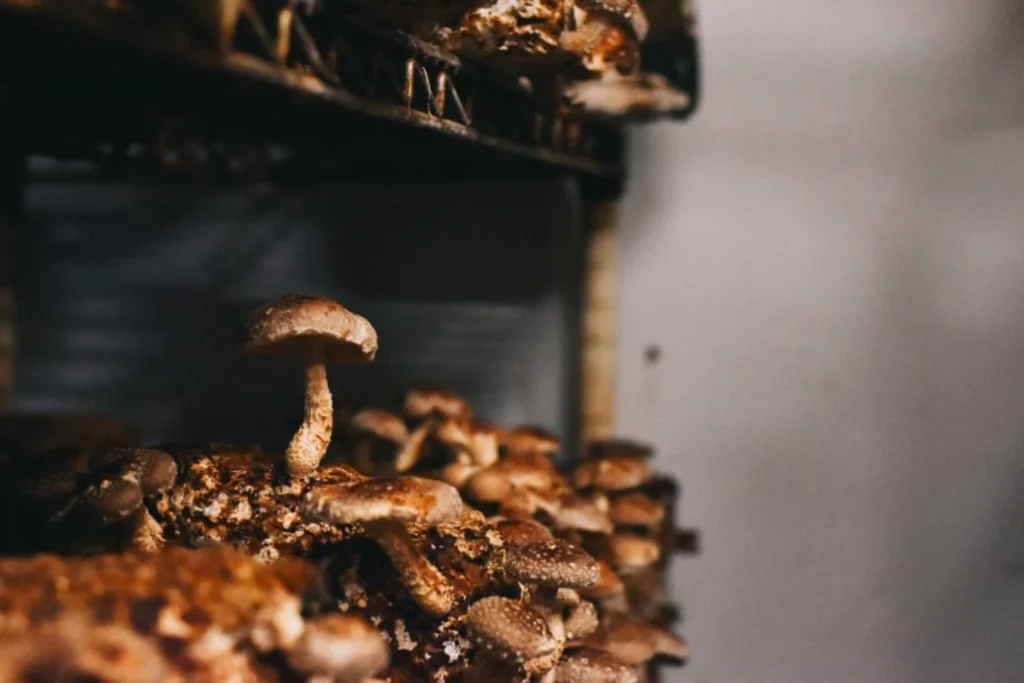 A Complete Guide to Growing Medical Mushrooms