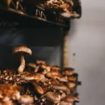 A Complete Guide to Growing Medical Mushrooms