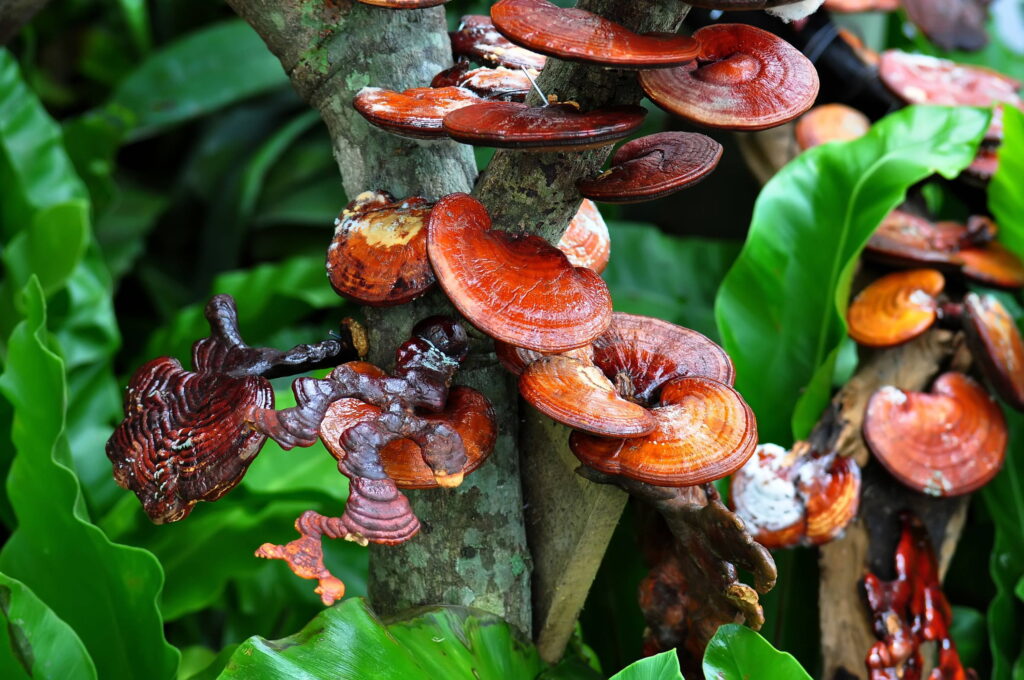 7 Common Mushroom Growing Problems: Solutions and Insights