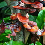 7 Common Mushroom Growing Problems: Solutions and Insights